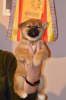 Additional photos: Shiba Inu puppy boy from KUMIKO YOSHI kennel