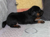 Photo №4. I will sell polish hunting dog in the city of Mińsk Mazowiecki. breeder - price - 520$