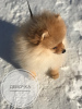 Photo №1. german spitz - for sale in the city of Ронда | 662$ | Announcement № 9492