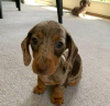 Photo №4. I will sell dachshund in the city of Burbank.  - price - 400$