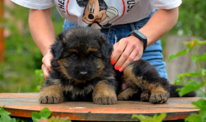 Photo №2 to announcement № 6697 for the sale of german shepherd - buy in Ukraine breeder