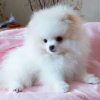 Photo №2 to announcement № 120559 for the sale of pomeranian - buy in Germany private announcement