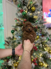 Photo №4. I will sell poodle (toy) in the city of Анталья. private announcement - price - negotiated