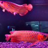 Photo №1. Super Red Arowana,Albino Stingray fish for sale in the city of Nashville. Price - 300$. Announcement № 8729
