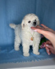 Photo №1. poodle (toy) - for sale in the city of Minsk | 1107$ | Announcement № 19260