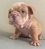 Photo №2 to announcement № 126712 for the sale of english bulldog - buy in Spain 