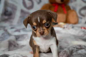Photo №2 to announcement № 6384 for the sale of chihuahua - buy in Belarus from nursery, breeder