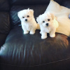 Photo №2 to announcement № 32241 for the sale of maltese dog - buy in Germany private announcement