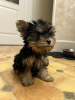 Photo №3. Beautiful miniature Yorkshire terrier puppies. Germany