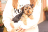 Photo №4. I will sell yorkshire terrier in the city of Gelsenkirchen.  - price - 423$