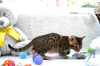 Photo №2 to announcement № 114595 for the sale of bengal cat - buy in Germany private announcement, breeder