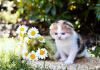 Photo №1. scottish fold - for sale in the city of Рускеала | Is free | Announcement № 12214