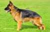 Photo №2 to announcement № 40222 for the sale of german shepherd - buy in Poland breeder
