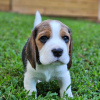 Photo №3. Beagle puppies are looking for a new loving and caring family.. Germany