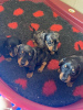 Photo №1. dachshund - for sale in the city of Strasbourg | 354$ | Announcement № 31691
