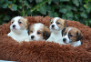Additional photos: Jack Russell puppies for sale