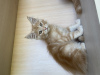 Photo №2 to announcement № 52541 for the sale of maine coon - buy in Ukraine 