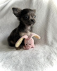 Photo №4. I will sell chihuahua in the city of New York. from nursery, breeder - price - 500$