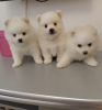 Photo №1. pomeranian - for sale in the city of Cologne | 211$ | Announcement № 82842