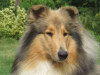 Additional photos: Rough Collie puppies