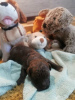 Additional photos: Lagotto Romagnolo, reservation puppies