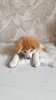 Additional photos: Akita Inu puppy