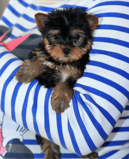 Photo №1. yorkshire terrier - for sale in the city of Ufa | 130$ | Announcement № 1383