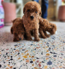 Photo №1. poodle (toy) - for sale in the city of Paris | Is free | Announcement № 98330