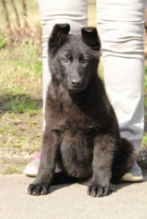 Photo №4. I will sell german shepherd in the city of Kaliningrad. from nursery, breeder - price - negotiated