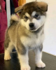 Photo №1. alaskan malamute - for sale in the city of Himalanpohja | negotiated | Announcement № 54775