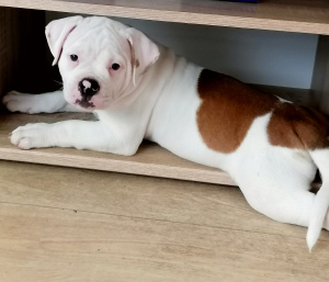 Additional photos: On sale 2 boys. American bulldog