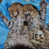 Photo №1. savannah cat - for sale in the city of Bergen | negotiated | Announcement № 99644