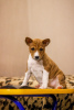 Photo №1. non-pedigree dogs - for sale in the city of Ulyanovsk | negotiated | Announcement № 80235