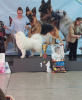 Photo №3. Samoyed mating in Belarus. Announcement № 37011