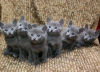 Photo №1. russian blue - for sale in the city of Munich | negotiated | Announcement № 109234