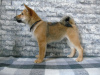 Photo №1. shiba inu - for sale in the city of Mariupol | negotiated | Announcement № 14925
