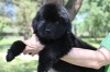 Photo №4. I will sell newfoundland dog in the city of Vilnius. breeder - price - negotiated