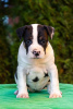 Photo №2 to announcement № 72136 for the sale of american staffordshire terrier - buy in Russian Federation from nursery