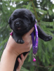 Photo №4. I will sell labrador retriever in the city of Chelyabinsk. breeder - price - 500$