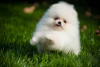 Photo №3. outstanding Pomeranian puppies. Germany