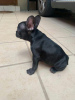 Photo №2 to announcement № 127358 for the sale of french bulldog - buy in Germany private announcement