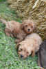 Photo №4. I will sell poodle (dwarf) in the city of Żabalj. breeder - price - negotiated