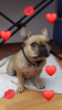 Additional photos: French bulldogs for sale