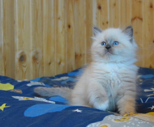 Photo №2 to announcement № 6232 for the sale of neva masquerade - buy in Russian Federation from nursery