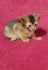 Additional photos: Abyssinian kittens