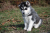 Photo №1. siberian husky - for sale in the city of Quebec City | Is free | Announcement № 38776