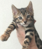 Photo №1. bengal cat - for sale in the city of Харлем | 370$ | Announcement № 115159