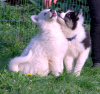 Photo №4. I will sell yakutian laika in the city of Wielka Wieś. breeder - price - negotiated