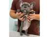 Photo №1. french bulldog - for sale in the city of Москва | negotiated | Announcement № 9931