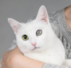 Additional photos: Affectionate white cat Lusya.